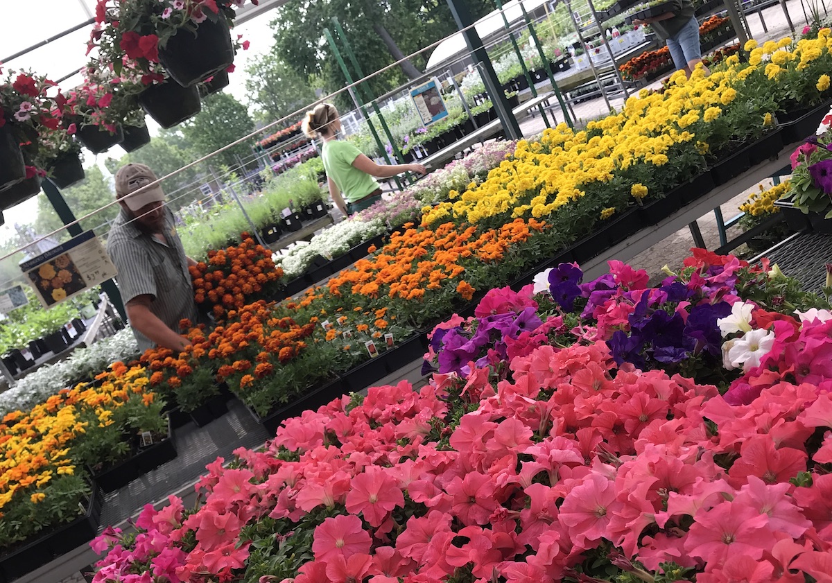 Sixteen Acres Garden Center Annuals